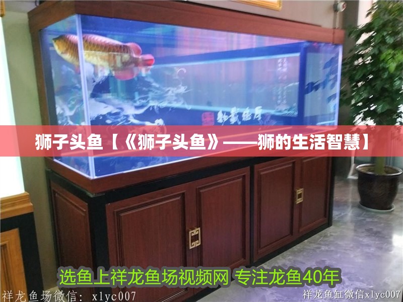 獅子頭魚【《獅子頭魚》——獅的生活智慧】 獅子頭魚【《獅子頭魚》——獅的生活智慧】 龍魚論壇