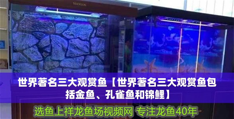 世界著名三大觀賞魚【世界著名三大觀賞魚包括金魚、孔雀魚和錦鯉】
