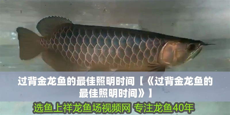 過背金龍魚的最佳照明時間【《過背金龍魚的最佳照明時間》】