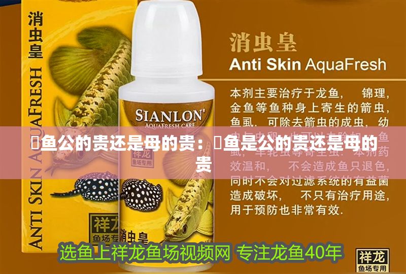 魟魚公的貴還是母的貴：魟魚是公的貴還是母的貴