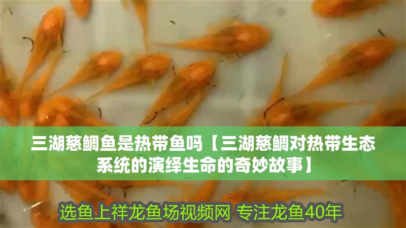三湖慈鯛魚是熱帶魚嗎【三湖慈鯛對熱帶生態系統的演繹生命的奇妙故事】