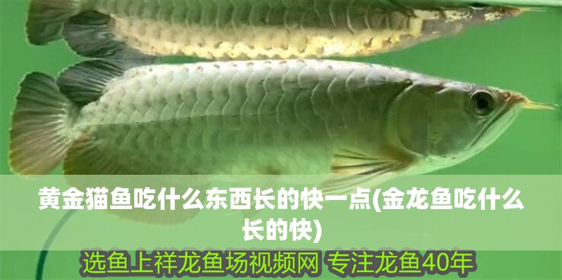 黃金貓魚吃什么東西長的快一點(金龍魚吃什么長的快)