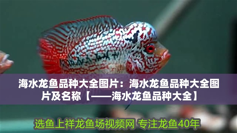 海水龍魚品種大全圖片：海水龍魚品種大全圖片及名稱【——海水龍魚品種大全】 海水龍魚品種大全圖片：海水龍魚品種大全圖片及名稱【——海水龍魚品種大全】 水族問答