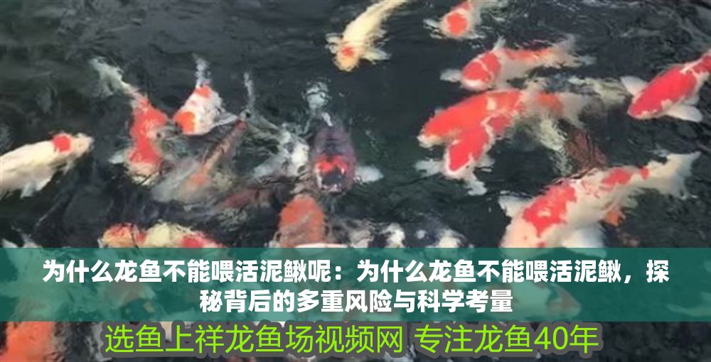 為什么龍魚不能喂活泥鰍呢：為什么龍魚不能喂活泥鰍，探秘背后的多重風險與科學考量