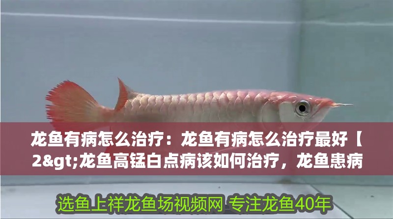 龍魚有病怎么治療：龍魚有病怎么治療最好【2>龍魚高錳白點病該如何治療，龍魚患病該如何治療】 龍魚有病怎么治療：龍魚有病怎么治療最好【2>龍魚高錳白點病該如何治療，龍魚患病該如何治療】 水族問答