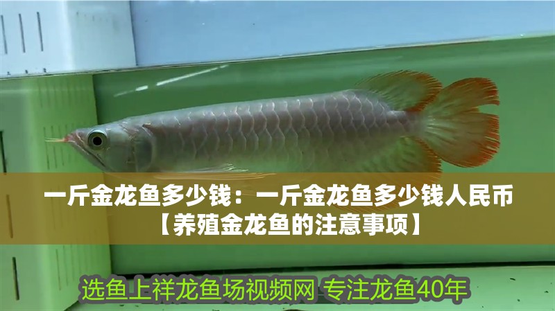一斤金龍魚多少錢：一斤金龍魚多少錢人民幣【養(yǎng)殖金龍魚的注意事項】 一斤金龍魚多少錢：一斤金龍魚多少錢人民幣【養(yǎng)殖金龍魚的注意事項】 水族問答