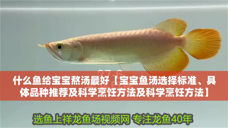 什么魚給寶寶熬湯最好【寶寶魚湯選擇標準、具體品種推薦及科學烹飪方法及科學烹飪方法】