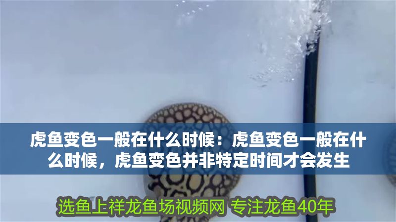 虎魚變色一般在什么時候：虎魚變色一般在什么時候，虎魚變色并非特定時間才會發生