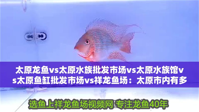 太原龍魚vs太原水族批發(fā)市場vs太原水族館vs太原魚缸批發(fā)市場vs祥龍魚場：太原市內有多個與龍魚和水族相關的市場、商店和魚場
