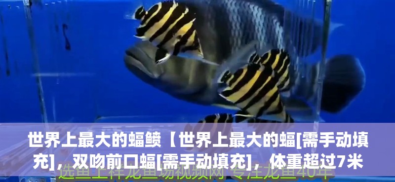 世界上最大的蝠鲼【世界上最大的蝠[需手動填充]，雙吻前口蝠[需手動填充]，體重超過7米以上】 世界上最大的蝠鲼【世界上最大的蝠[需手動填充]，雙吻前口蝠[需手動填充]，體重超過7米以上】 龍魚論壇