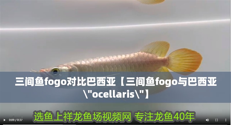 三間魚fogo對比巴西亞【三間魚fogo與巴西亞\