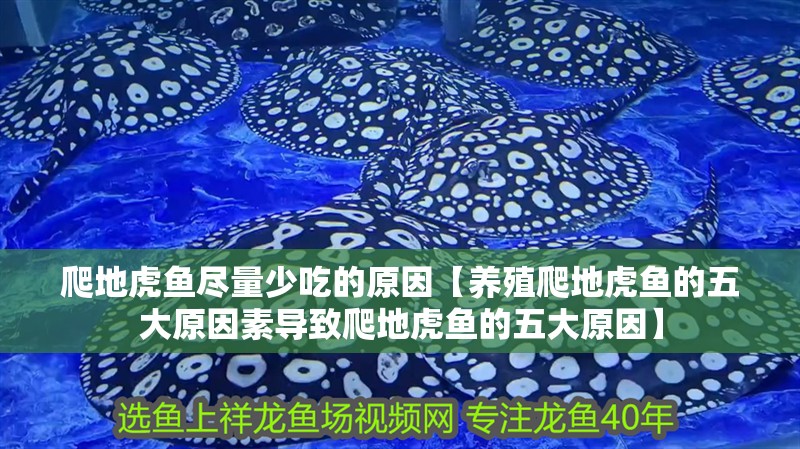爬地虎魚盡量少吃的原因【養(yǎng)殖爬地虎魚的五大原因素導(dǎo)致爬地虎魚的五大原因】