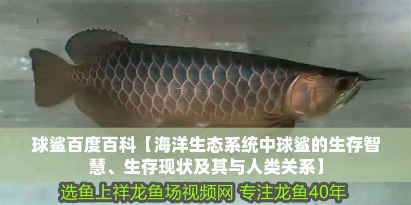 球鯊百度百科【海洋生態系統中球鯊的生存智慧、生存現狀及其與人類關系】