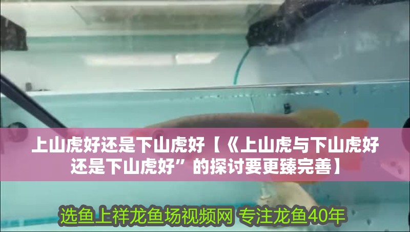 上山虎好還是下山虎好【《上山虎與下山虎好還是下山虎好”的探討要更臻完善】