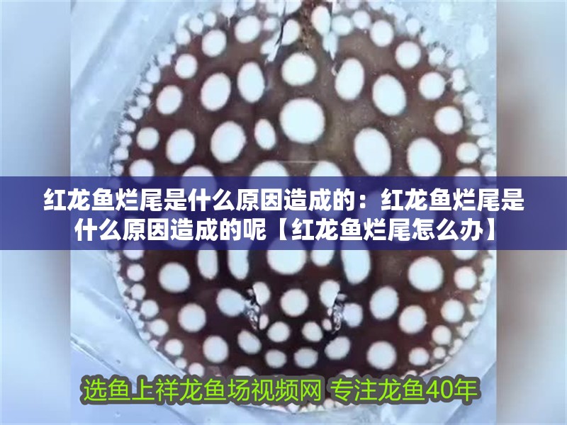 紅龍魚(yú)爛尾是什么原因造成的：紅龍魚(yú)爛尾是什么原因造成的呢【紅龍魚(yú)爛尾怎么辦】