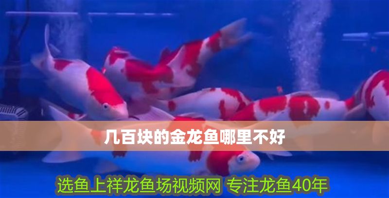 幾百塊的金龍魚哪里不好