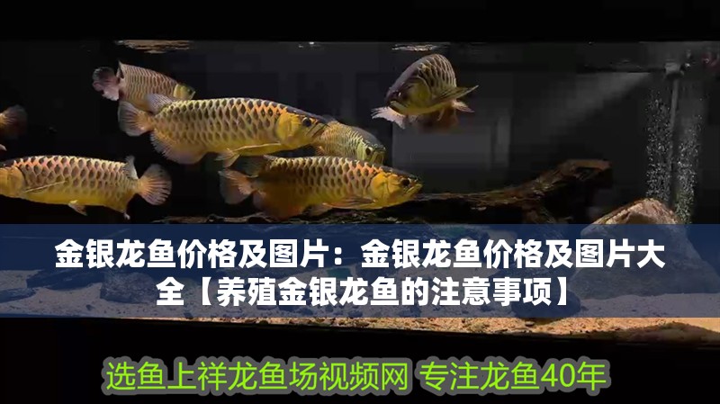 金銀龍魚價格及圖片：金銀龍魚價格及圖片大全【養殖金銀龍魚的注意事項】 金銀龍魚價格及圖片：金銀龍魚價格及圖片大全【養殖金銀龍魚的注意事項】 水族問答