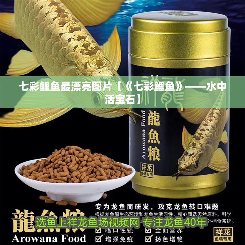 七彩鯉魚最漂亮圖片【《七彩鯉魚》——水中活寶石】 龍魚論壇 七彩鯉魚最漂亮圖片【《七彩鯉魚》——水中活寶石】 七彩鯉魚最漂亮圖片【《七彩鯉魚》——水中活寶石】 龍魚論壇
