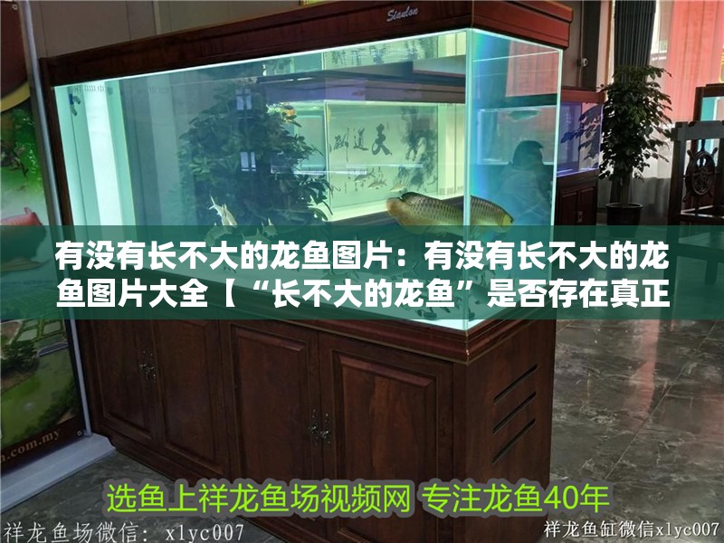 有沒有長(zhǎng)不大的龍魚圖片：有沒有長(zhǎng)不大的龍魚圖片大全【“長(zhǎng)不大的龍魚”是否存在真正的“長(zhǎng)不大”的印象】