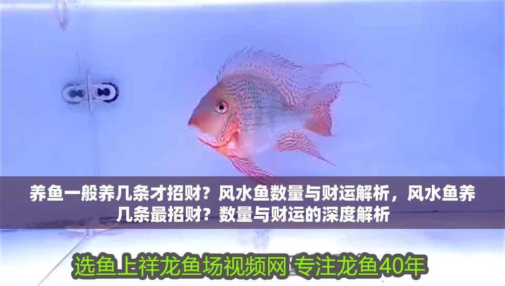 養(yǎng)魚一般養(yǎng)幾條才招財?風水魚數(shù)量與財運解析,風水魚養(yǎng)幾條最招財?數(shù)量與財運的深度解析 龍魚百科 第1張 養(yǎng)魚一般養(yǎng)幾條才招財?風水魚數(shù)量與財運解析,風水魚養(yǎng)幾條最招財?數(shù)量與財運的深度解析 養(yǎng)魚一般養(yǎng)幾條才招財?風水魚數(shù)量與財運解析,風水魚養(yǎng)幾條最招財?數(shù)量與財運的深度解析 龍魚百科 第1張