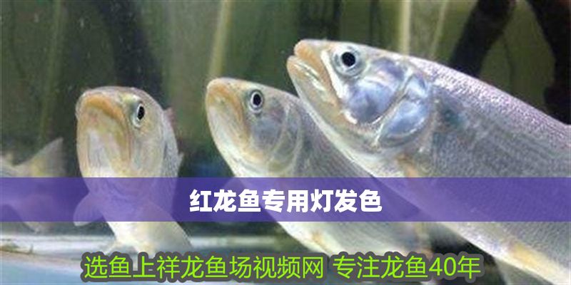 紅龍魚專用燈發(fā)色 紅龍魚專用燈發(fā)色 龍魚百科 第1張