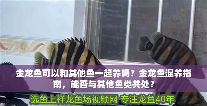 金龍魚可以和其他魚一起養嗎？金龍魚混養指南，能否與其他魚類共處？