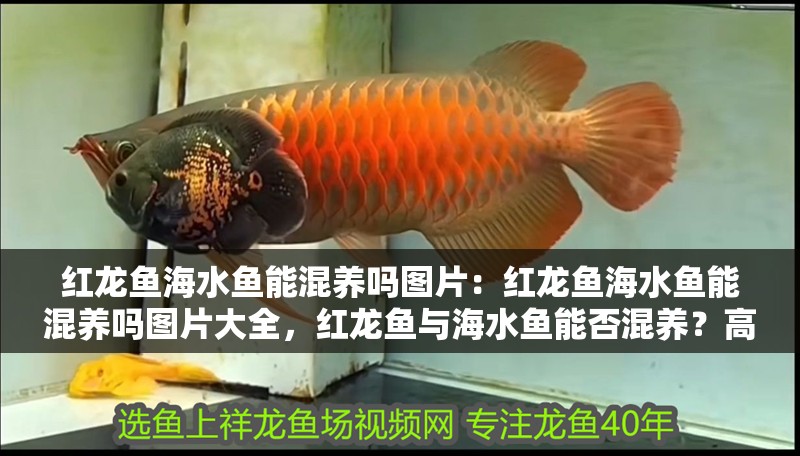 紅龍魚海水魚能混養嗎圖片：紅龍魚海水魚能混養嗎圖片大全，紅龍魚與海水魚能否混養？高清圖片大全解析