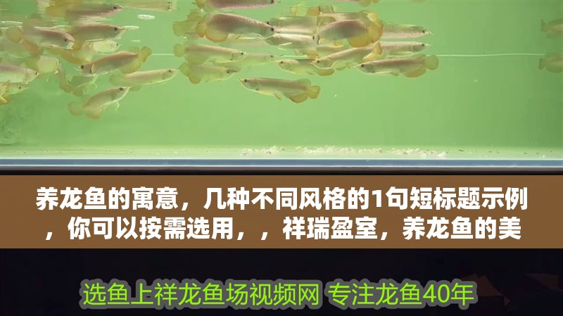 養(yǎng)龍魚(yú)的寓意，幾種不同風(fēng)格的1句短標(biāo)題示例，你可以按需選用，，祥瑞盈室，養(yǎng)龍魚(yú)的美好寓意，龍魚(yú)相伴，福澤滿堂之寓意，探秘養(yǎng)龍