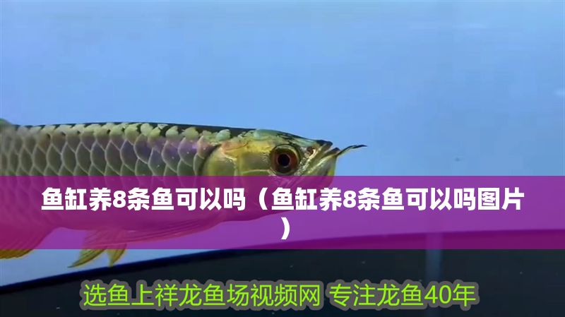 魚缸養8條魚可以嗎（魚缸養8條魚可以嗎圖片）