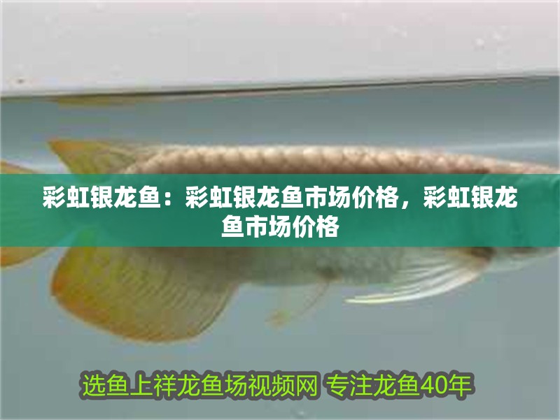 彩虹銀龍魚：彩虹銀龍魚市場價格，彩虹銀龍魚市場價格
