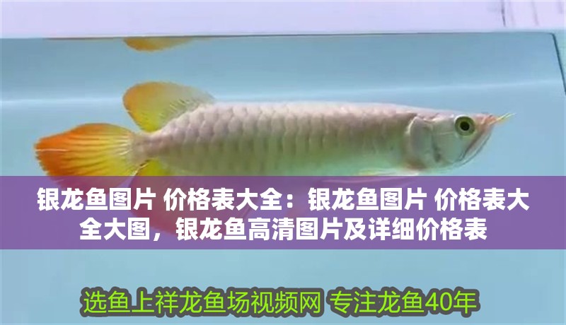 銀龍魚圖片 價格表大全：銀龍魚圖片 價格表大全大圖，銀龍魚高清圖片及詳細價格表