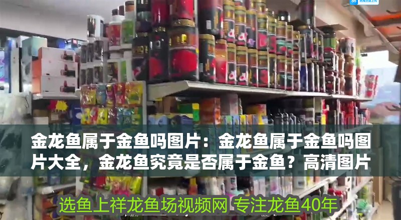 金龍魚屬于金魚嗎圖片：金龍魚屬于金魚嗎圖片大全，金龍魚究竟是否屬于金魚？高清圖片全解析 金龍魚屬于金魚嗎圖片：金龍魚屬于金魚嗎圖片大全，金龍魚究竟是否屬于金魚？高清圖片全解析 水族問答