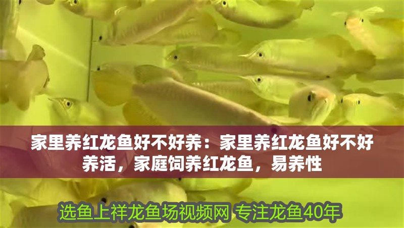 家里養紅龍魚好不好養：家里養紅龍魚好不好養活，家庭飼養紅龍魚，易養性
