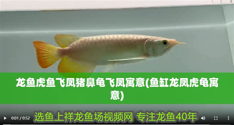 龍魚虎魚飛鳳豬鼻龜飛鳳寓意(魚缸龍鳳虎龜寓意)