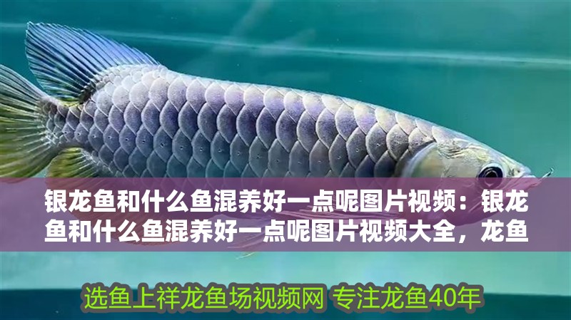 銀龍魚和什么魚混養好一點呢圖片視頻：銀龍魚和什么魚混養好一點呢圖片視頻大全，龍魚最佳混養搭檔圖片視頻大全 銀龍魚和什么魚混養好一點呢圖片視頻：銀龍魚和什么魚混養好一點呢圖片視頻大全，龍魚最佳混養搭檔圖片視頻大全 水族問答