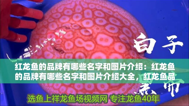 紅龍魚的品牌有哪些名字和圖片介紹：紅龍魚的品牌有哪些名字和圖片介紹大全，紅龍魚品牌全覽，名字與 紅龍魚的品牌有哪些名字和圖片介紹：紅龍魚的品牌有哪些名字和圖片介紹大全，紅龍魚品牌全覽，名字與 水族問答