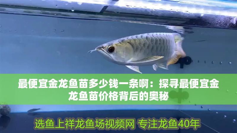 最便宜金龍魚苗多少錢一條啊：探尋最便宜金龍魚苗價格背后的奧秘