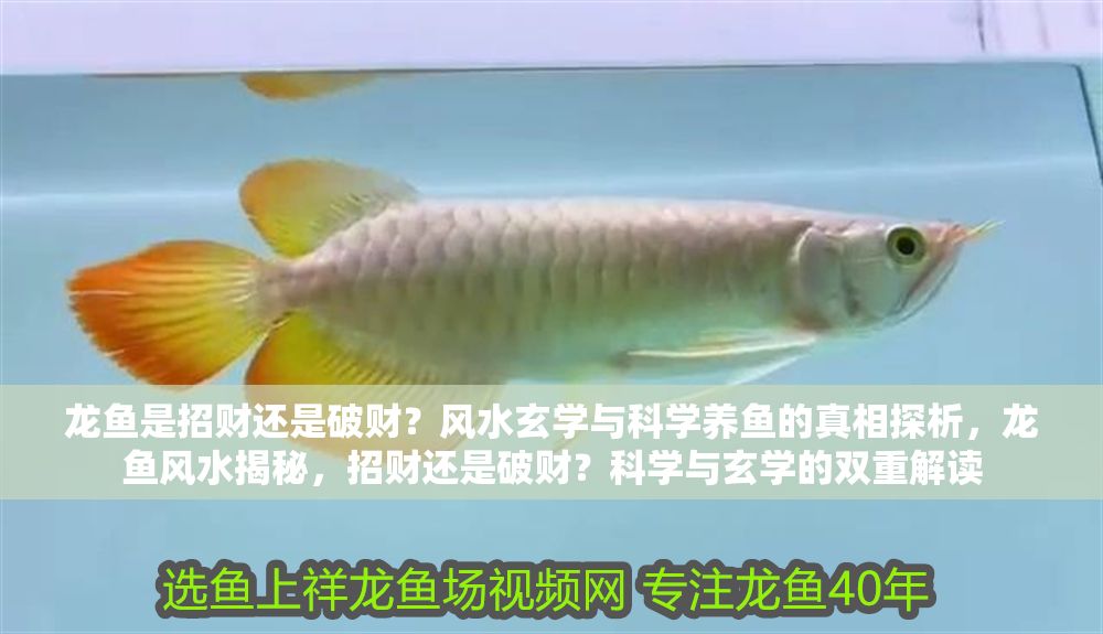龍魚是招財還是破財？風水玄學與科學養魚的真相探析，龍魚風水揭秘，招財還是破財？科學與玄學的雙重解讀