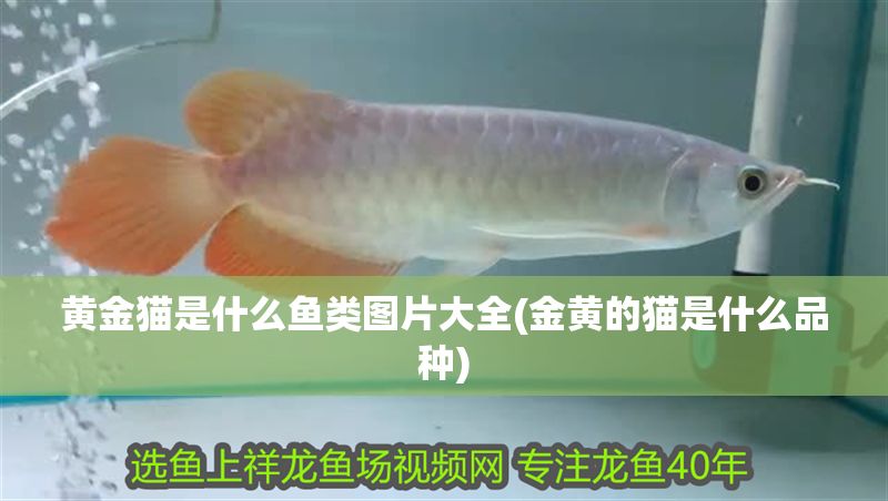 黃金貓是什么魚類圖片大全(金黃的貓是什么品種)