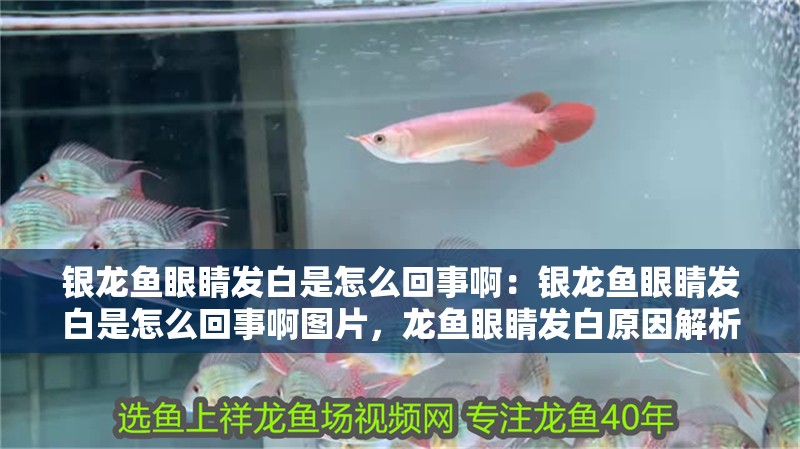 銀龍魚眼睛發白是怎么回事啊：銀龍魚眼睛發白是怎么回事啊圖片，龍魚眼睛發白原因解析及癥狀