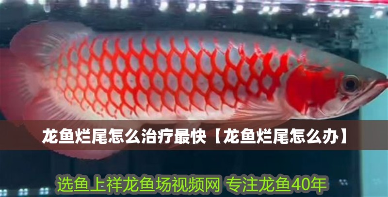 龍魚爛尾怎么治療最快【龍魚爛尾怎么辦】 龍魚爛尾怎么治療最快【龍魚爛尾怎么辦】 水族問答