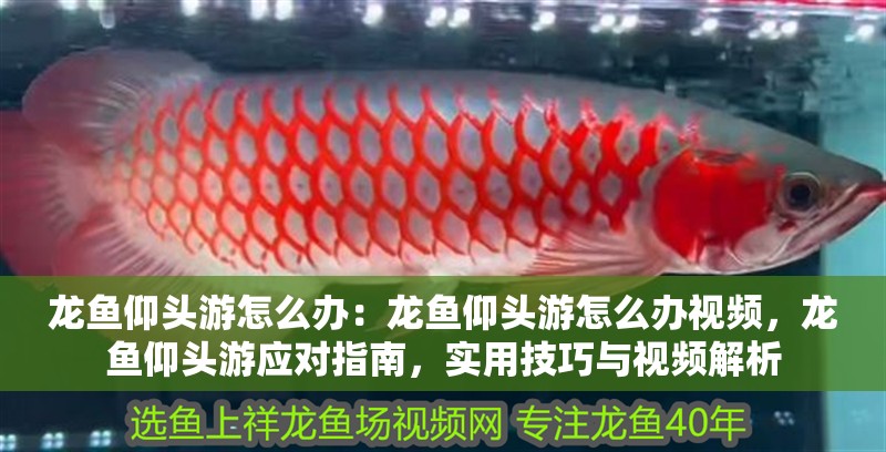 龍魚仰頭游怎么辦：龍魚仰頭游怎么辦視頻，龍魚仰頭游應對指南，實用技巧與視頻解析