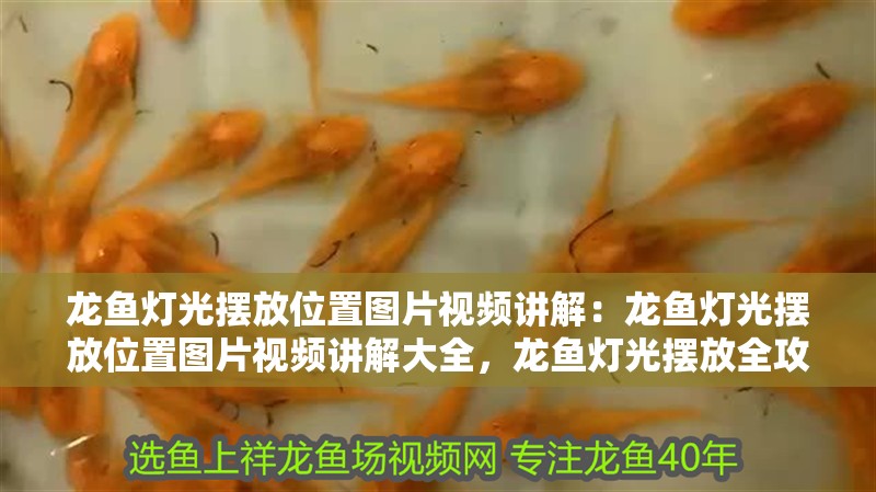 龍魚燈光擺放位置圖片視頻講解：龍魚燈光擺放位置圖片視頻講解大全，龍魚燈光擺放全攻略，圖解