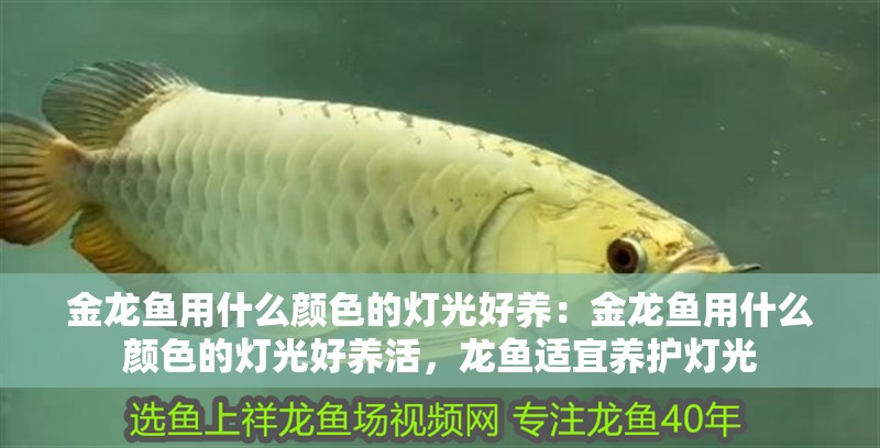 金龍魚用什么顏色的燈光好養：金龍魚用什么顏色的燈光好養活，龍魚適宜養護燈光