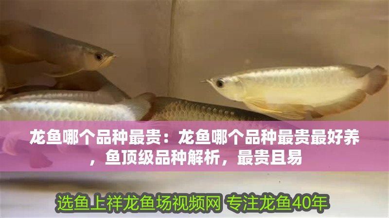 龍魚哪個品種最貴：龍魚哪個品種最貴最好養，魚頂級品種解析，最貴且易