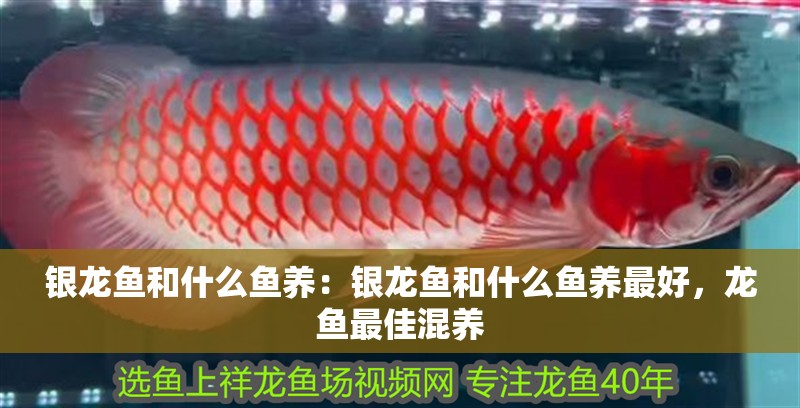 銀龍魚(yú)和什么魚(yú)養(yǎng)：銀龍魚(yú)和什么魚(yú)養(yǎng)最好，龍魚(yú)最佳混養(yǎng)