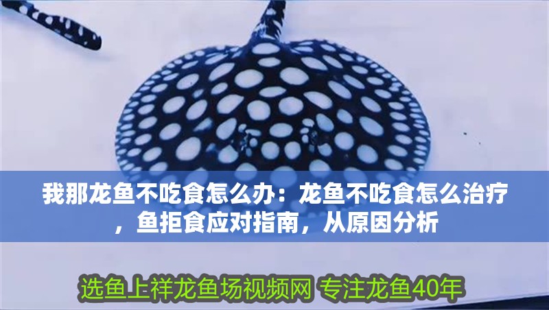 我那龍魚(yú)不吃食怎么辦：龍魚(yú)不吃食怎么治療，魚(yú)拒食應(yīng)對(duì)指南，從原因分析
