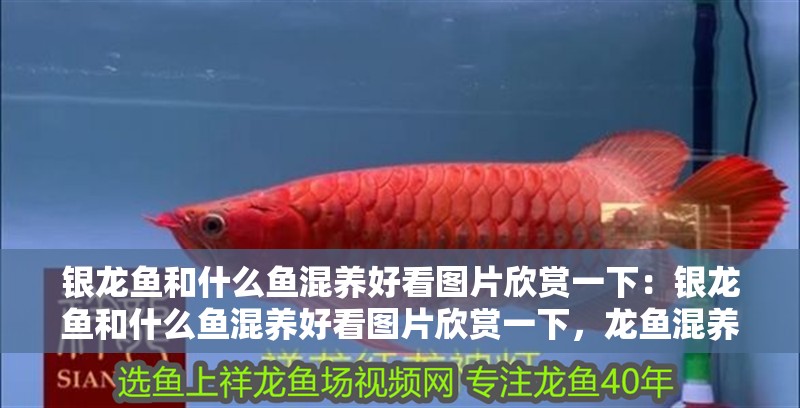 銀龍魚和什么魚混養好看圖片欣賞一下：銀龍魚和什么魚混養好看圖片欣賞一下，龍魚混養搭配美圖鑒賞，最佳伴侶魚類視覺盛宴