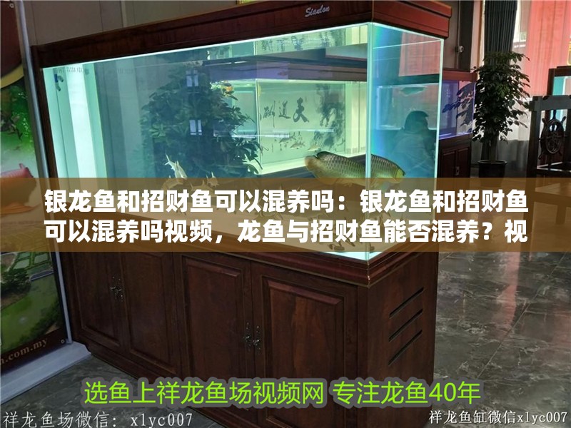 銀龍魚和招財魚可以混養嗎：銀龍魚和招財魚可以混養嗎視頻，龍魚與招財魚能否混養？視頻解答來了！