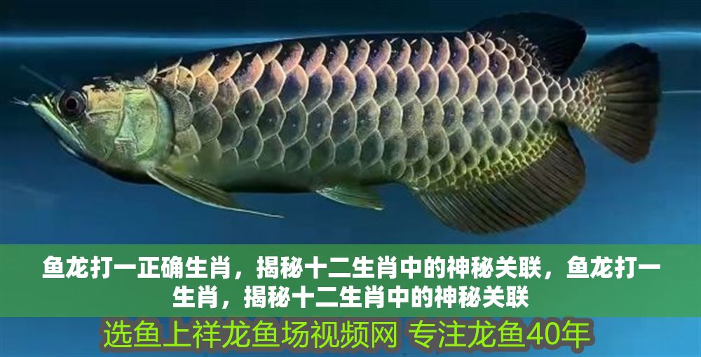 魚龍打一正確生肖，揭秘十二生肖中的神秘關聯，魚龍打一生肖，揭秘十二生肖中的神秘關聯